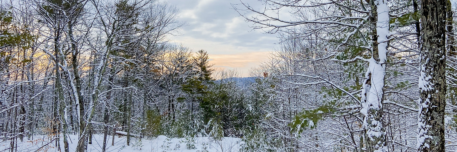 Winter Trees